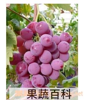 果蔬百科美国黑提的营养价值