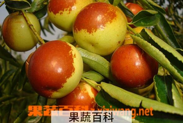 果蔬百科冬枣