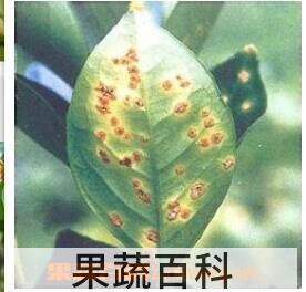 果蔬百科柑橘溃疡病