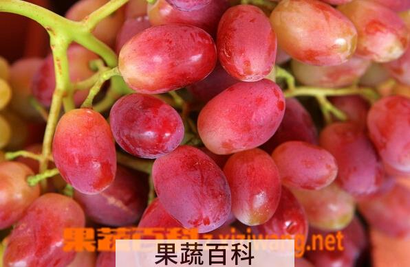 果蔬百科提子