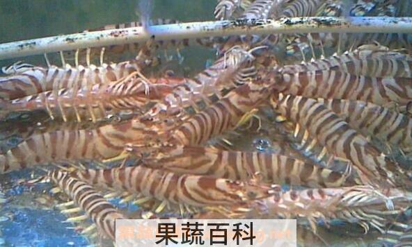 斑节虾