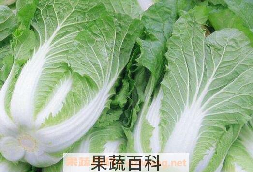 大白菜的营养价值
