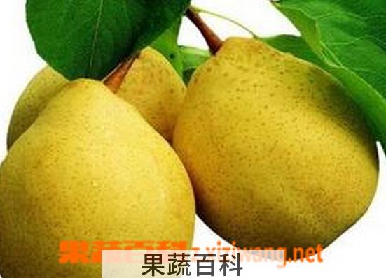 果蔬百科咳嗽有痰吃什么水果