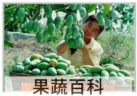 果蔬百科芒果