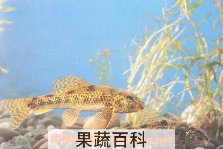 棒花鱼