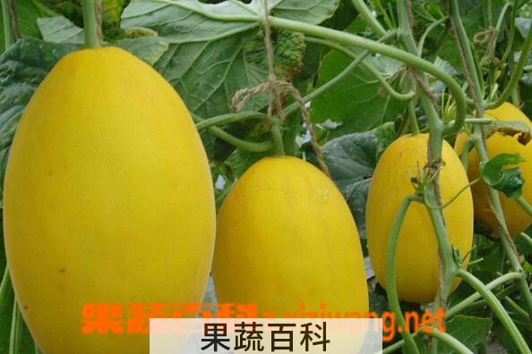 果蔬百科甜瓜