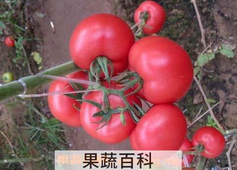 番茄的营养价值