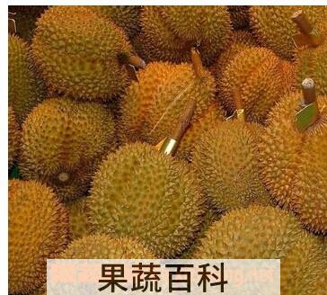 果蔬百科榴莲