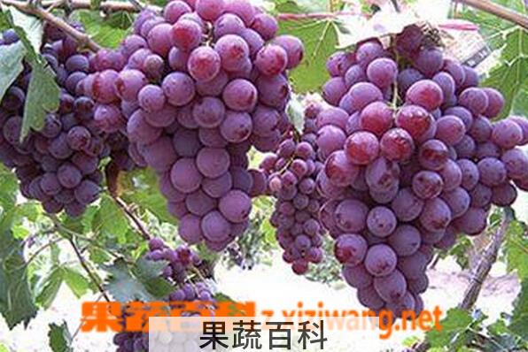 果蔬百科葡萄皮