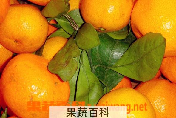 果蔬百科桔子吃了有什么好处
