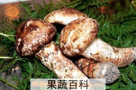 松耸菌的功效与吃法