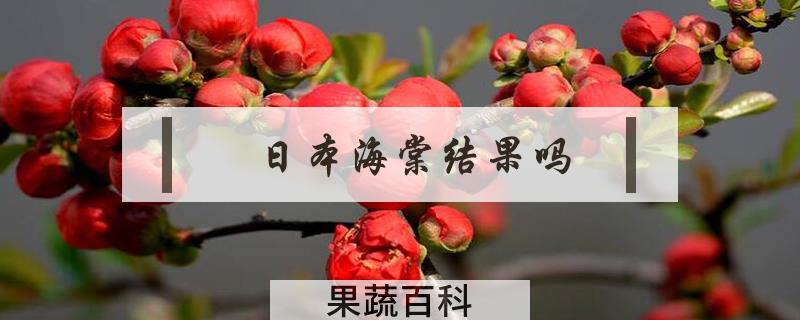 日本海棠结果吗