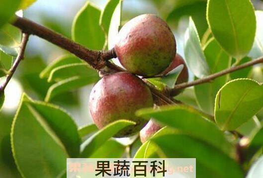 油茶的功效与作用