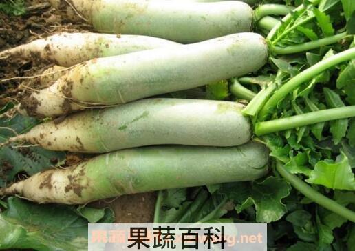 盘点各种萝卜的功效