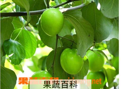 果蔬百科青枣