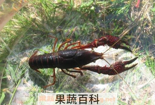 鳌虾有什么营养价值 鳌虾的营养价值及功效与作用