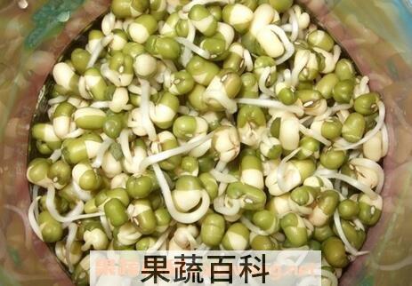  在家怎么发绿豆芽