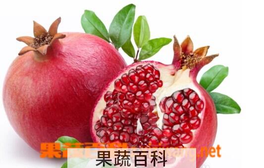 果蔬百科石榴籽