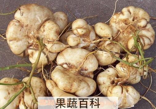 凉薯是什么