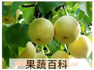 果蔬百科生梨