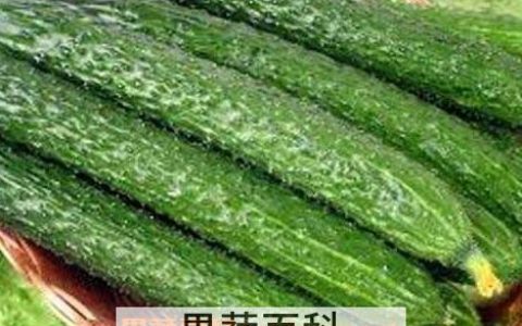 黄瓜的美容功效与用法图片 黄瓜的美容功效与用法视频