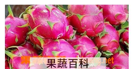 果蔬百科火龙果
