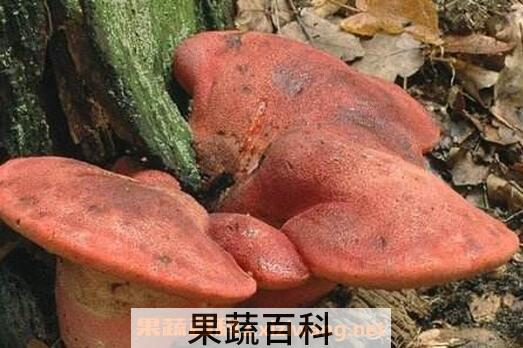 牛舌菌的功效与作用