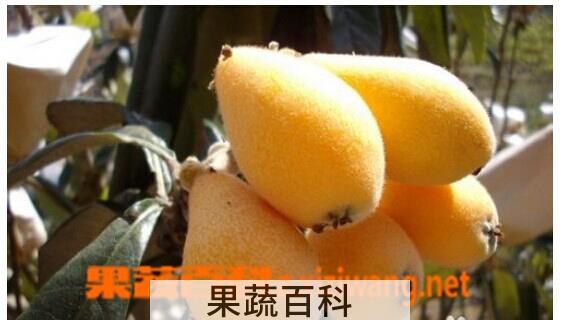 果蔬百科枇杷