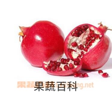 果蔬百科石榴