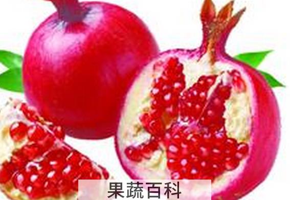 果蔬百科石榴