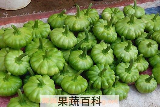 姜柄瓜是什么