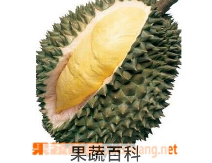 果蔬百科榴莲的壳
