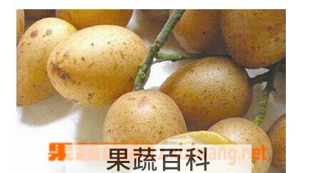 果蔬百科黄皮酒