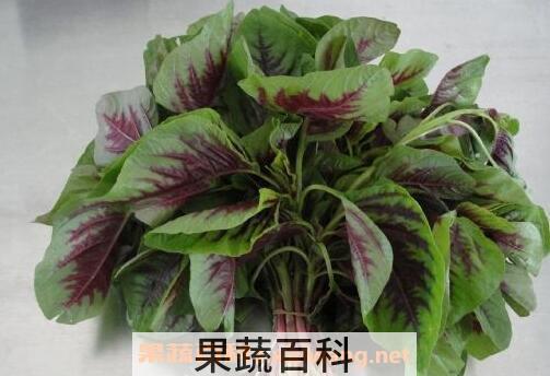 苋菜的食疗功效与用法