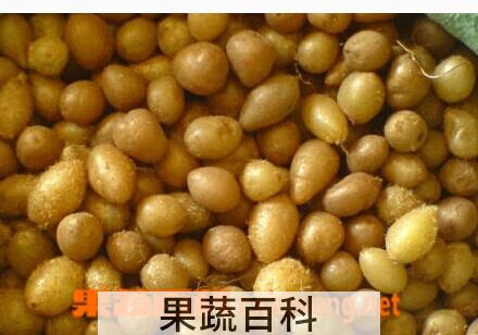 果蔬百科石黄皮
