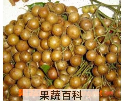 果蔬百科黄皮根