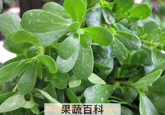  马齿苋菜的营养价值与功效