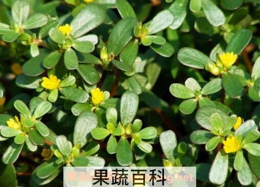  马齿苋的药用价值 