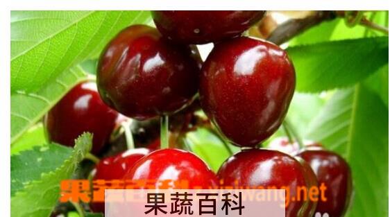 果蔬百科樱桃汁