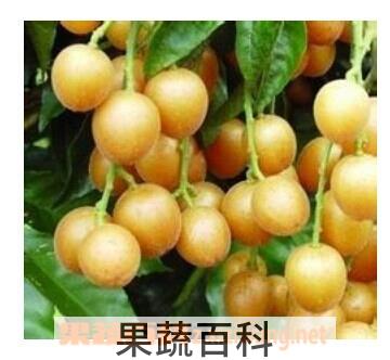果蔬百科地黄皮