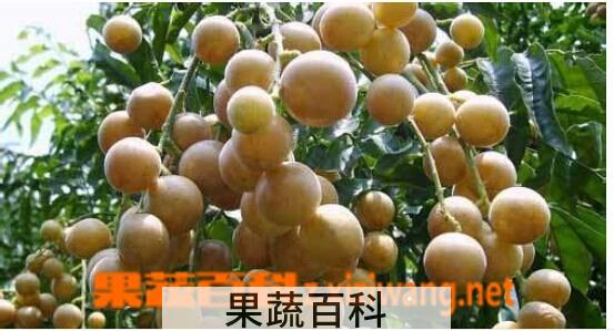果蔬百科黄皮