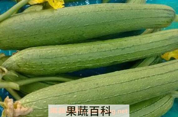 丝瓜的营养价值 吃丝瓜的好处