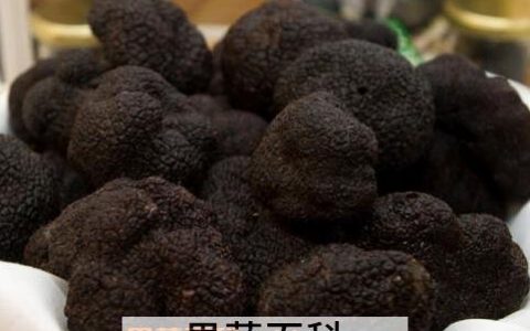 松露是什么东西? 松露是什么东西?有哪些营养价值?