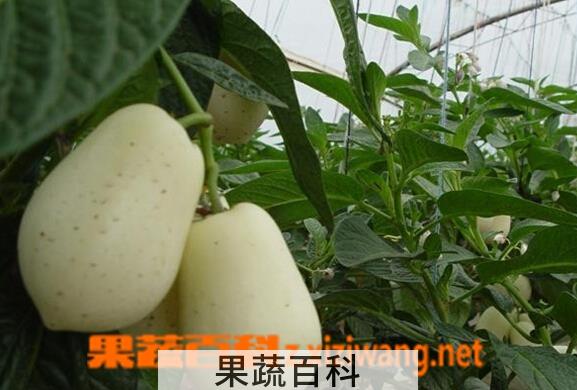 果蔬百科人参果