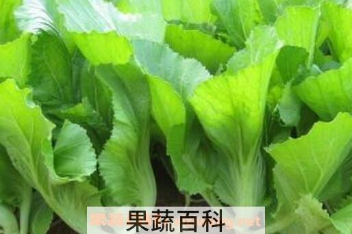 芥菜的功效与作用