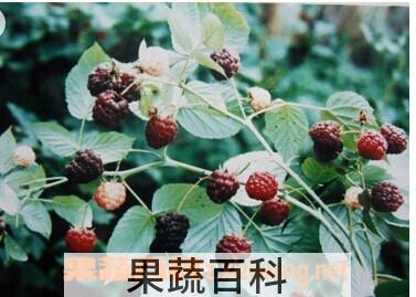 果蔬百科树莓
