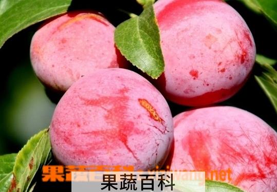 果蔬百科梅子仁