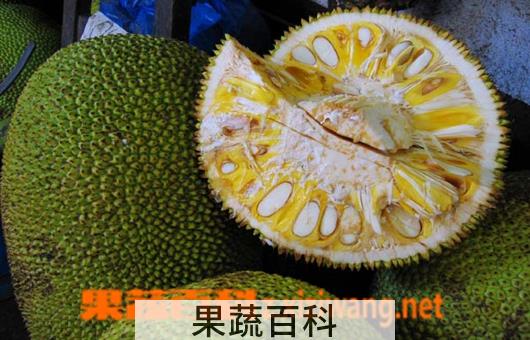 果蔬百科菠萝蜜