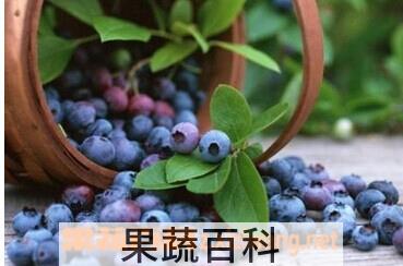 果蔬百科野蓝莓