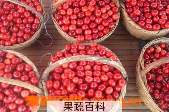 果蔬百科小樱桃泡酒